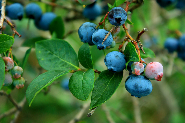 Berry Beneficial (Health Benefits of Blueberries and Goji Berries) - J ...